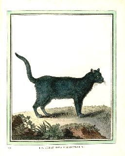 gatto certosino