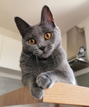 Gatto certosino Giada Ardoiset Ambre