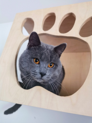 Gatto certosino Lacay Bleu Gengis Khan