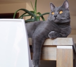 gatto certosino Speedy Paw Wolfgang